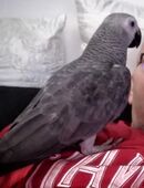 African Graupapagei (Pablo) in 49377
