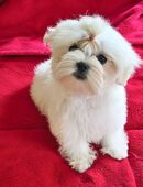 Süße Malteserwelpen in 39240