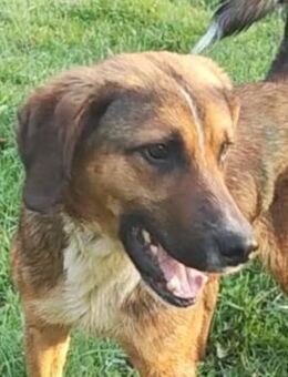 SANCHO - wer verliebt sich in ihn? - Velbert