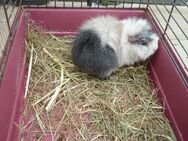 Meerschweinchen Rosette Männchen - Riedlingen Zentrum