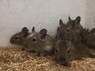 Degus - Unser Nachwuchs sucht ein schönes, artgerechtes Zuhause - Poppenhausen