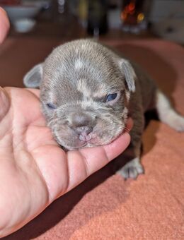 Zuckersüße Frech Bulldog Babys m.Pap. von völlig frei atmenden Eltern, Familienaufzucht - Wiesbaden