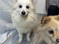 🐾 Benji kleiner Löwe mit großem Herz - Kassel