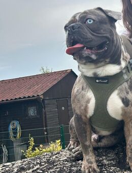 Französische Bulldogge - Dortmund