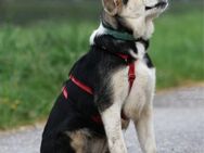 PLUMA - Welpenmädchen sucht Zuhause ❤️ - Neudenau