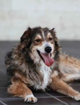 Sanfter Vanja sucht sein Zuhause - Duisburg