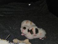 Kitten abzugeben ab 22.06.25 (2 Mädels) - Wunsiedel