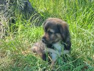 Chilly möchte adoptiert werden - Tholey