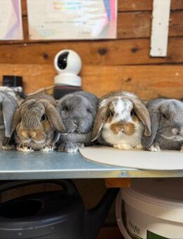 Kleine Zwergwidder Kaninchen Jungtiere Zwerghasen vom Züchter - Büchlberg