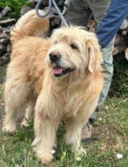 Buddy sucht ein Zuhause - Nordwalde
