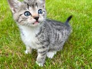 BKH Kitten suchen ein liebevolles Zuhause - Haren (Ems)