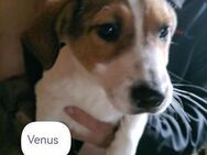 Venus von kettenlos - Bollingstedt