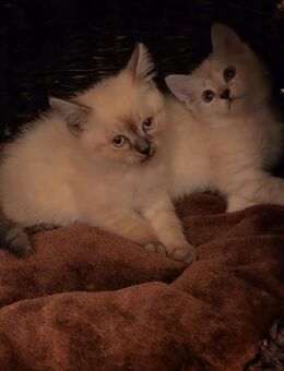 🐾 Zwei süße Kitten suchen ein liebevolles Zuhause 🐾 - Oberhausen