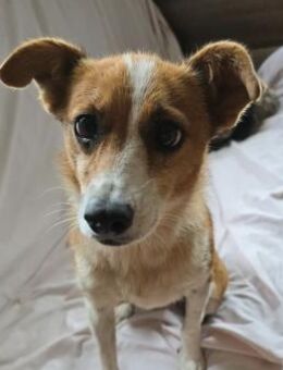 Heidi unsere anhängliche Hündin - Kallmünz