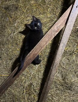 Liebe kleine Hauskatze abzugeben - An der Poststraße