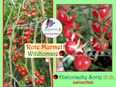 ♥ Ur Wild Tomate Rote Murmel 15 Jh. Freilandsorte 15 Samen Alte Sorte,Tulpenstolz,samenfest in 22457