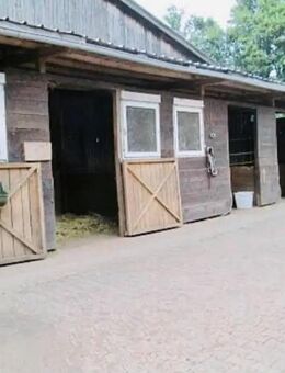Boxen frei auf dem Hof Sohlwald - Altenglan