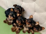 Reinrassige Yorkshire Terrier - Leipzig Mitte