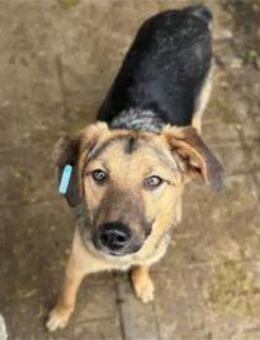 Volpe -Pflegestelle oder Zuhause gesucht - Oberwies