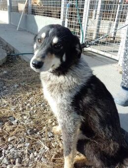 Veni von kettenlos - Bollingstedt