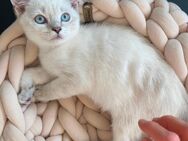 Süße Britisch Kurzhaar Katzen Babys, Kitten, blaue Augen, weiß mit grau - Kempten (Allgäu)
