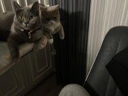 British Kurzhaar Katze - Sinsheim