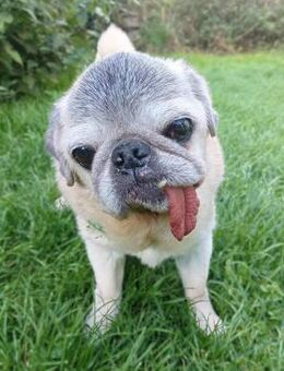 Kiba - Mops-Omi - Löwenberger Land