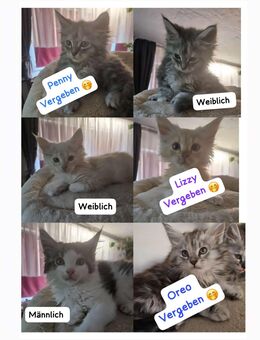 3 süße Maine Coon Mix Kitten - Buchen (Odenwald) Zentrum
