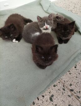 Katzenbabys NWK und Siam Mix - Wesseling