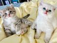 Liebevollen Katzenbabys zu verkaufen in 45964