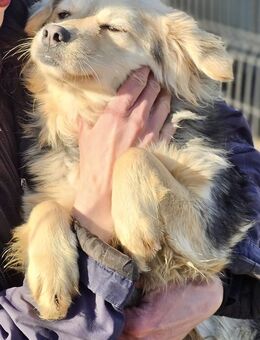 PEPPA - 39 cm, liebevoll, charmant - Weilheim (Oberbayern)