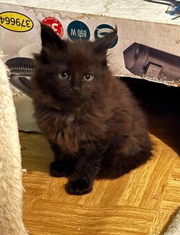 XXL Maine Coon Kitte - Wartmannsroth