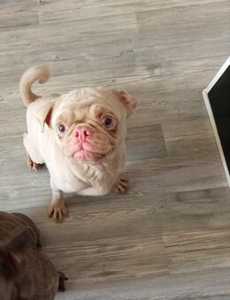 Mops Hündin sucht neues zu Hause - Bad Säckingen