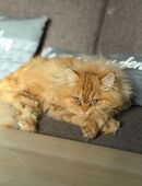 Britisch Langhaar/Ragdoll Junge dringend abzugeben in 44799