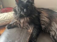 XXL, Maine Coon Babys sind heute 12 Tage alt. Beide Eltern sind reinrassig mit Stammbaum. - Bielefeld Zentrum