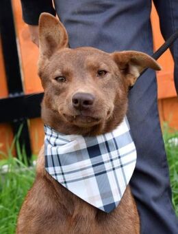 Matysek wartet ab Januar in Neumünster - Rosengarten (Niedersachsen)