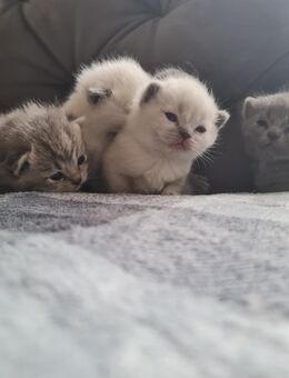 5 verschmuste BKH Kitten - Ravensburg Zentrum