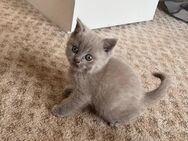 BKH Kitten reinrassig Lilac grau Britisch Kurzhaar Katze Kater Mädchen Weibchen Junge Kätzchen - Arnsberg