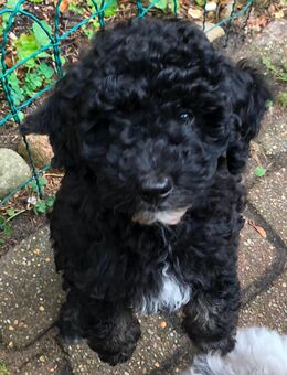 Zwergpudel Welpe - Klein Nordende