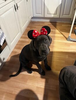 Cane Corso Hündin - Iserlohn