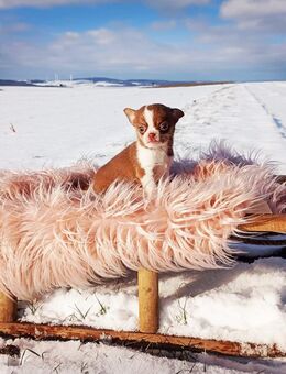 Bildschöne typvolle Chihuahua KH Hündin Welpe in Schoko-Tan Kinderlieb - Freiensteinau