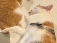 Katzen - Ebern