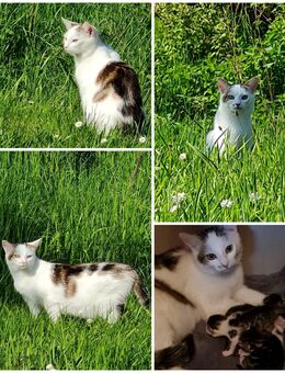 Süße Norwegische Waldkatze - Weidenbach (Landkreis Vulkaneifel)