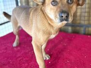 ❤️ liebebedürftiger RUSTY ❤️ - Mamming