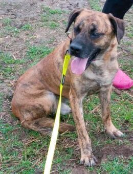 TOTO - auf der Suche nach seinem Glück - Overath