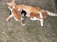 Katzenbabys ab Mitte Juli abzugeben - Buttstädt