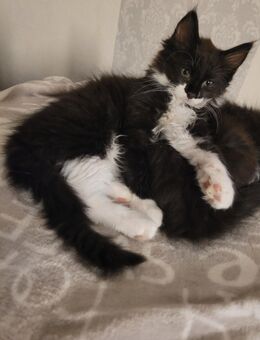 Zuckersüße Maine Coon Mix Kitten Langhaar - Bremerhaven
