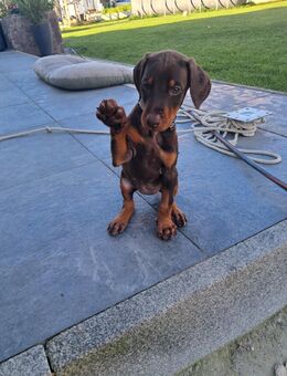 Dobermann Welpen zum Verkaufen - Augsburg