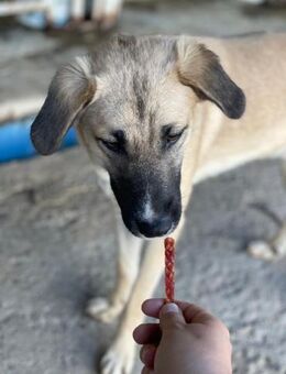 scheuer Billy sucht Pflegestelle - Köln