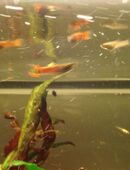 Endler Guppy Paare aus Nachzucht, schöne Farben in 59494